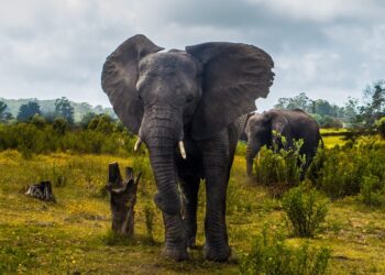 Knysna Elephant Park, South Africa
