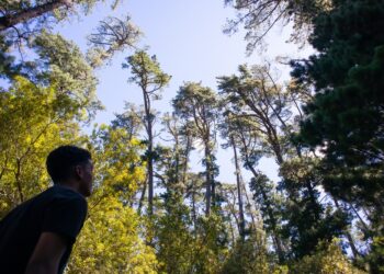 Newlands Forest, Cape Town