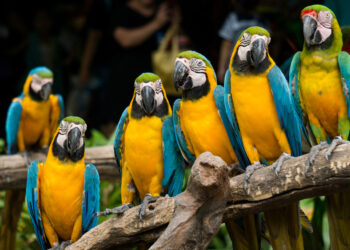 Parrots, Cape Town