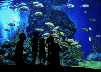 Two Ocean Aquarium