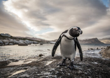 Penguin at Boulders Beach.