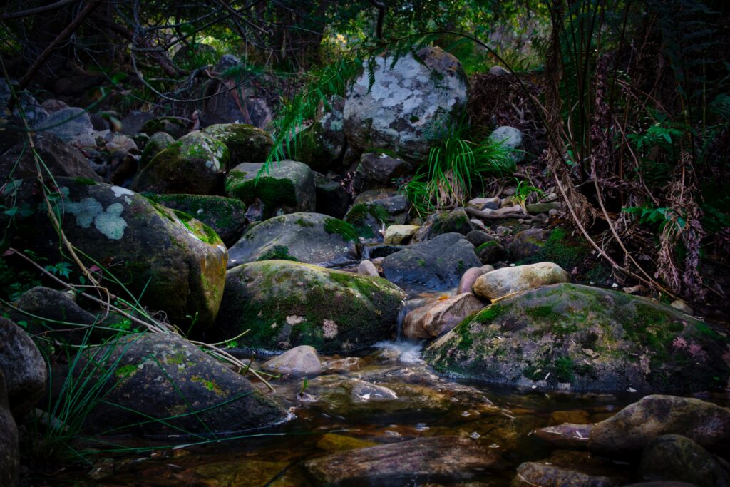 Constantia Nek to Kirstenbosch