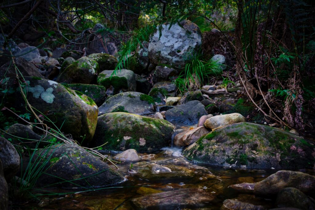 Constantia Nek to Kirstenbosch
