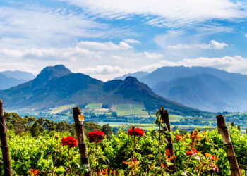 Cape Winelands