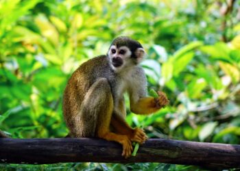Monkey Town