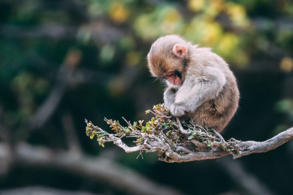 Monkeyland – A Primate Sanctuary in Natures Valley