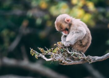Monkey on branch