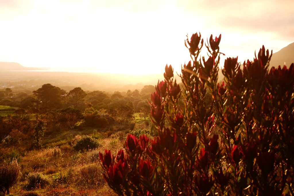 Silvermine to Noordhoek Peak