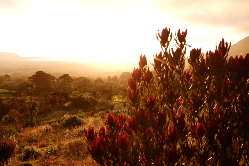 Silvermine to Noordhoek Peak
