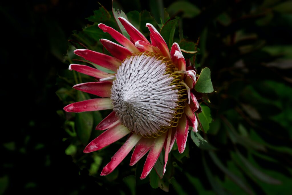 Goukamma Flora