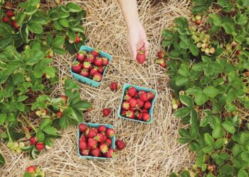 Redberry Farm Strawberry Picking