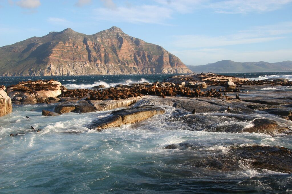 Must-Try Seal Island Boat Trips