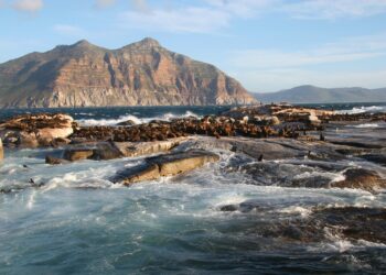 Seal Island Boat Trips