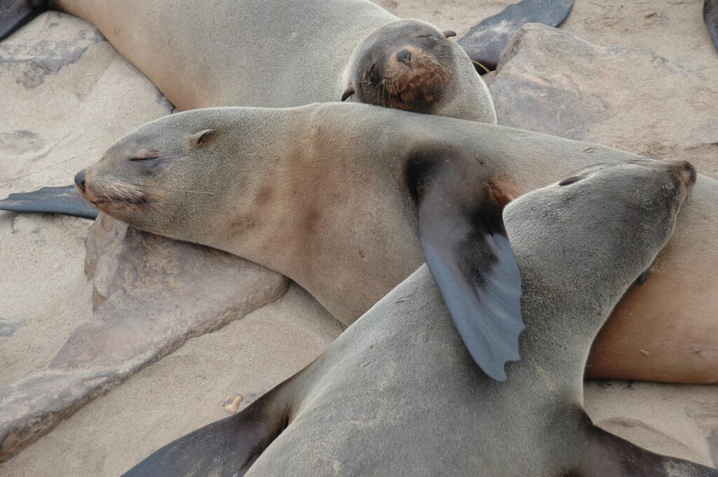 Seal Island