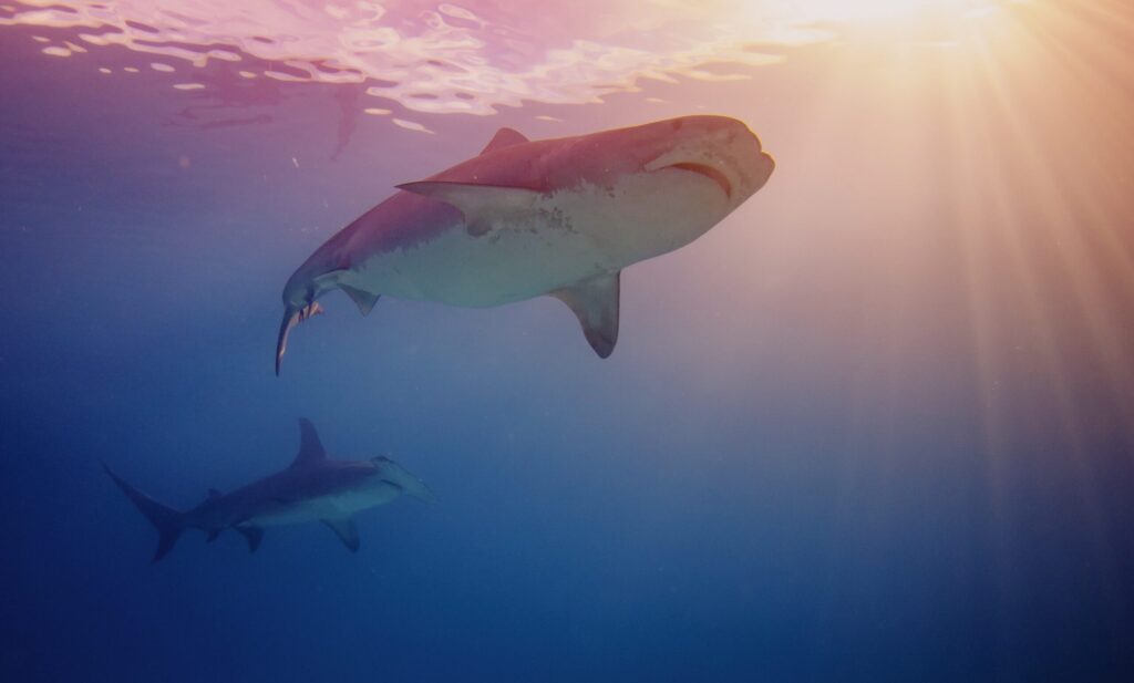 Shark Cage Diving Cape Town