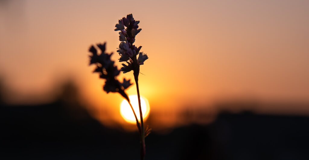Kirstenbosch Botanical Gardens Sunset