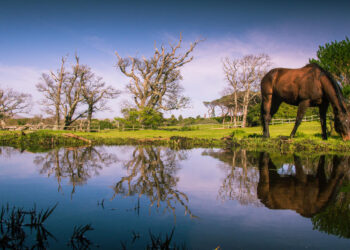 Noordhoek Common
