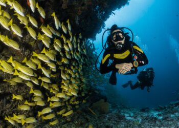 Scuba Diving Cape Town