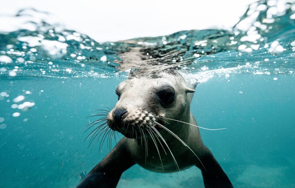 Seal Snorkelling in Hout Bay – Fur, Flippers, and Fun