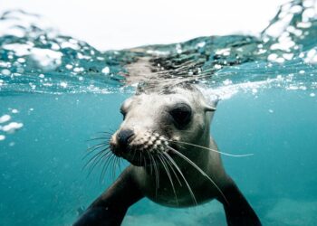Seal Snorkelling Hout Bay