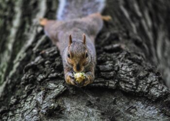 Squirrel