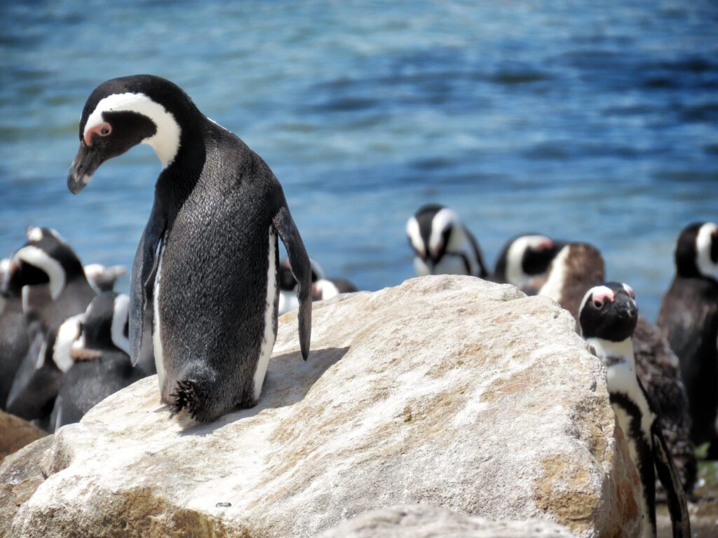 Stony Point Penguin Reserve, Bettys Bay – Waddling with Wonder