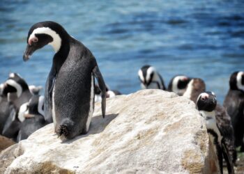 Stony Point Penguin Reserve Penguin