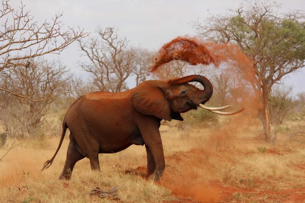 Experience the Wonders of Addo Elephant National Park