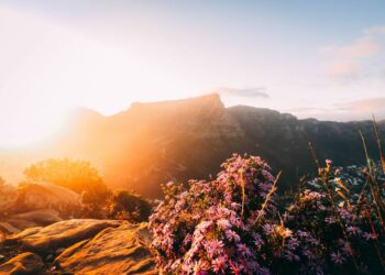 Flowers in Cape Town