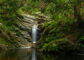 Knysna Forest