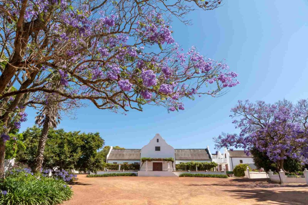 Discover the Hidden Gems of Durbanville Wine Valley