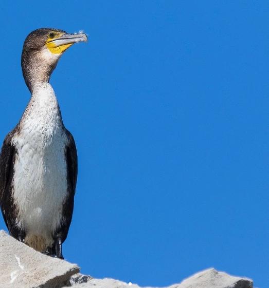 Birdlife at De Hoop Nature Reserve