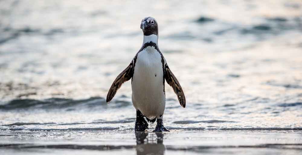 Boulders Beach