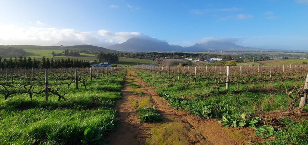 Middelvlei Wine Estate