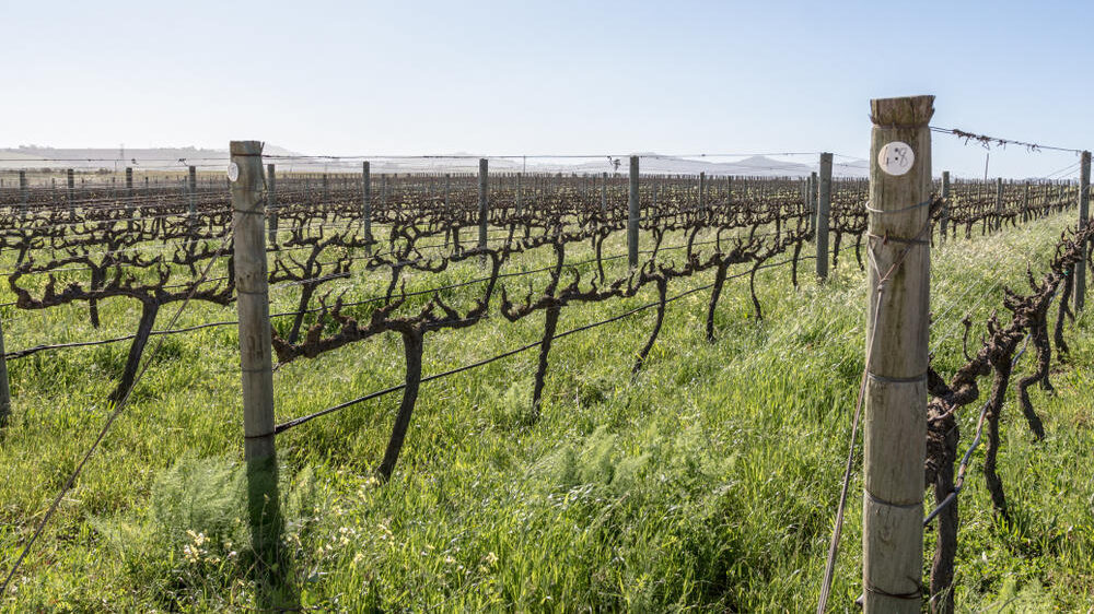 Spier Vineyard