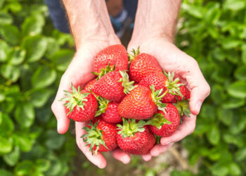 Strawberry Farm