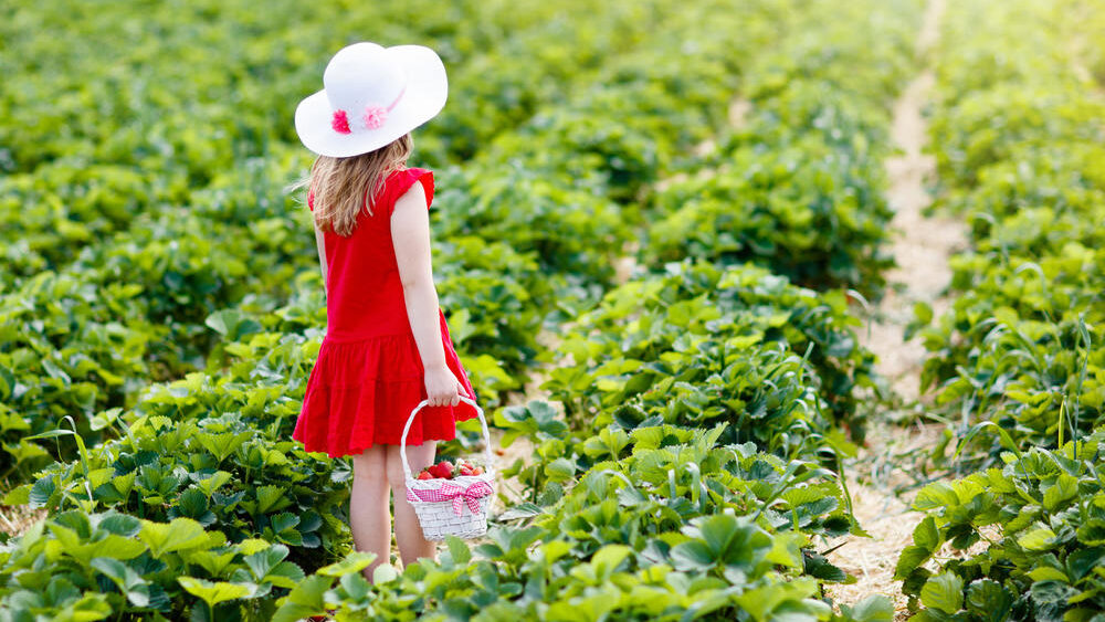 Strawberry Farm Cape Town