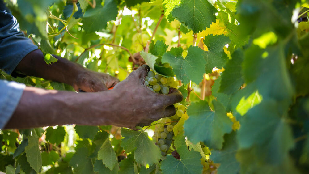 best wine farms in stellenbosch