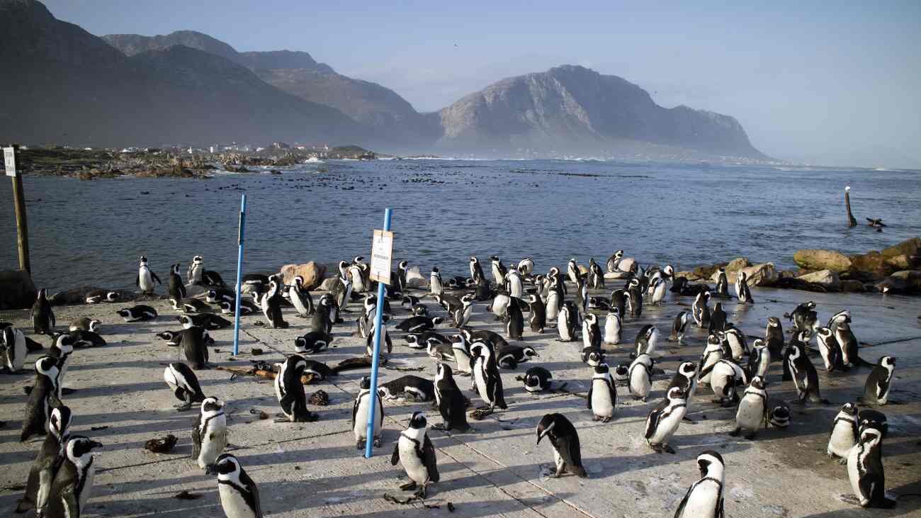 Bettys Bay in Overberg