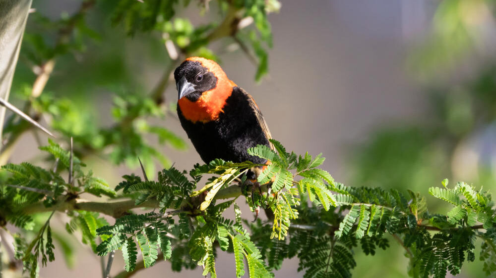 Breede River Wildlife