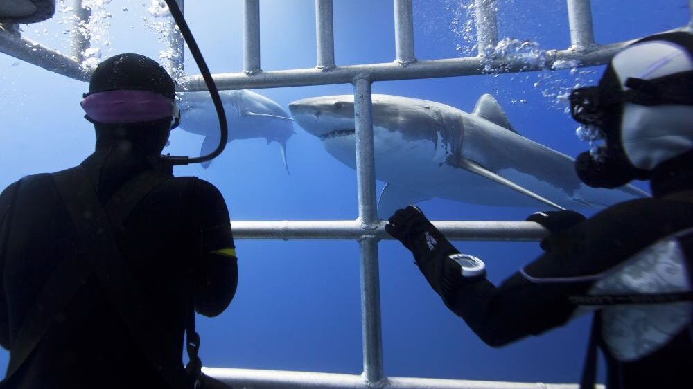 Cage Diving in the Western Cape