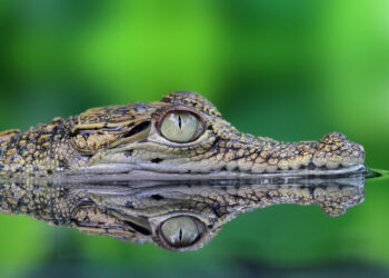 Le Bonheur Reptiles and Adventures