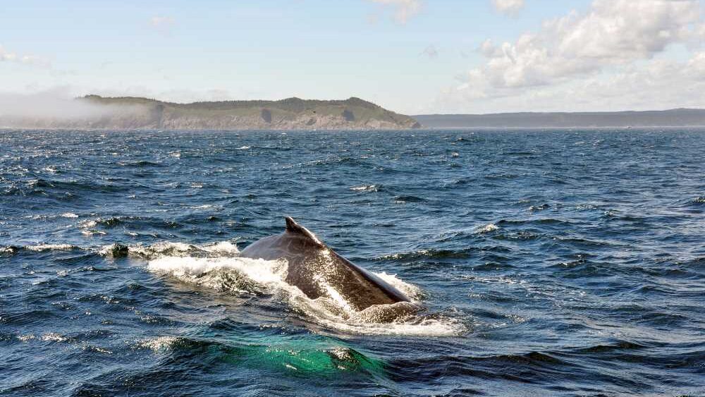 Marine Big 5 Safari Gaansbaai in Western Cape