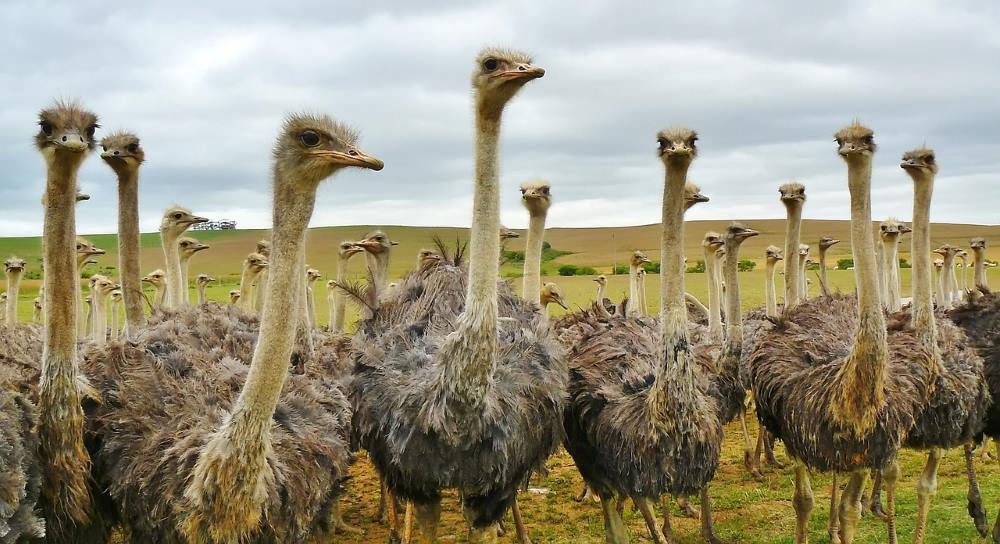 Ostrich Farming at Oudtshoorn and Cango Ostrich Show Farm in Western Cape