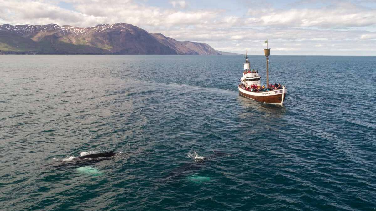 Whale watching at Robberg Nature Reserve