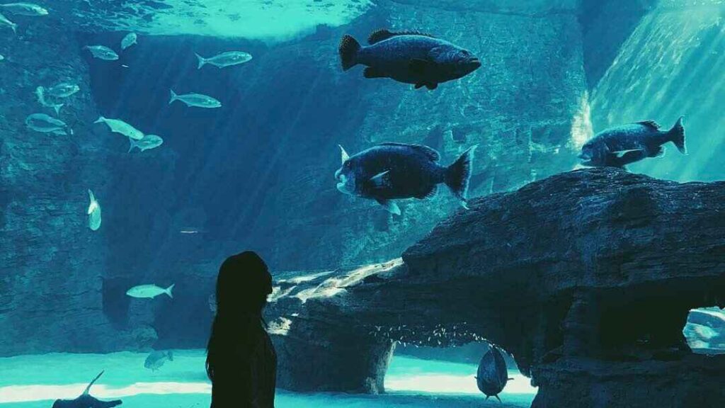 Two Oceans Aquarium