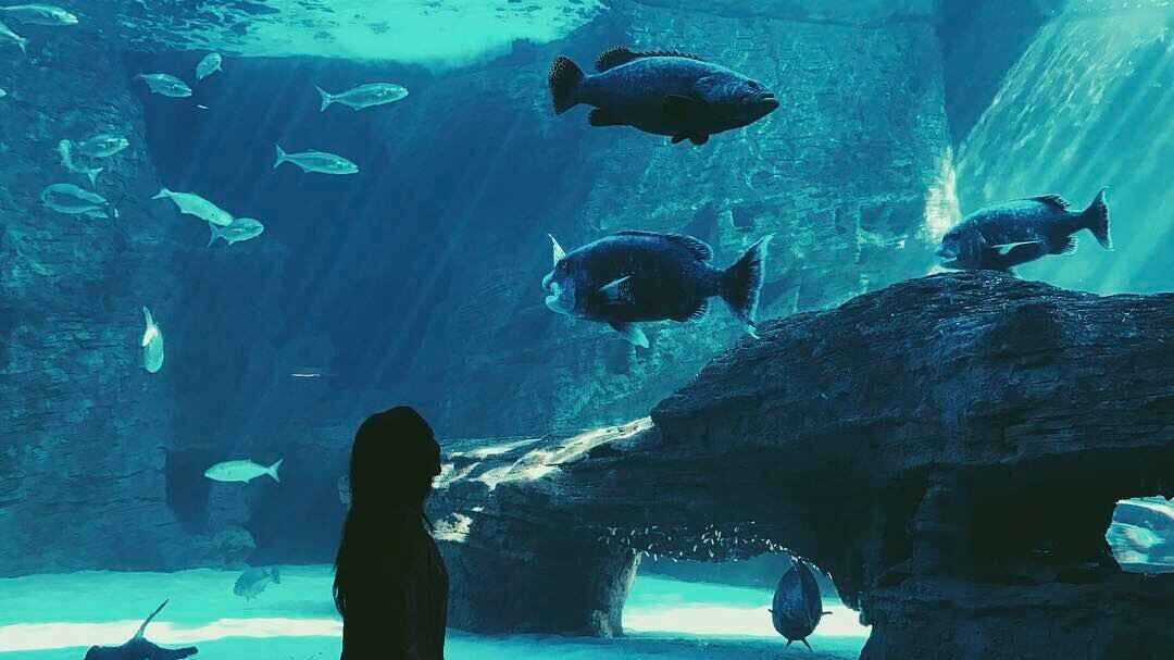 Two Oceans Aquarium