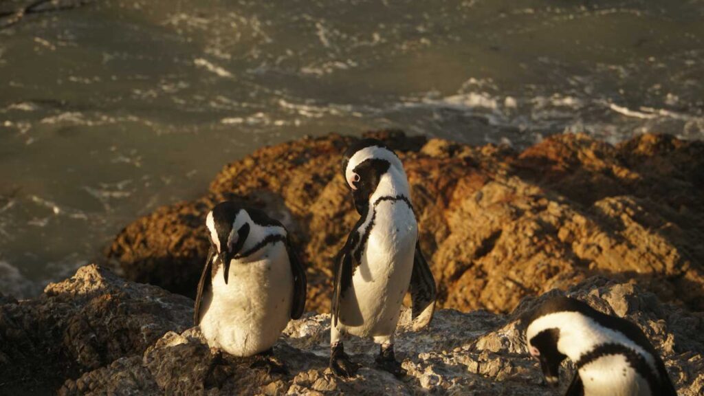 Bettys Bay Stony Point Penguin Colony