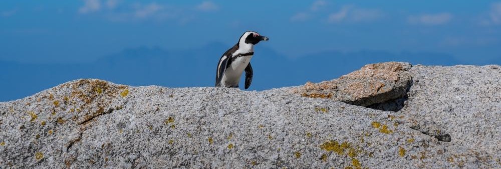 Boulders Beach Picnic