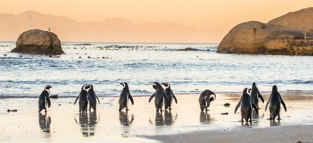 Cape Town Boulders Beach